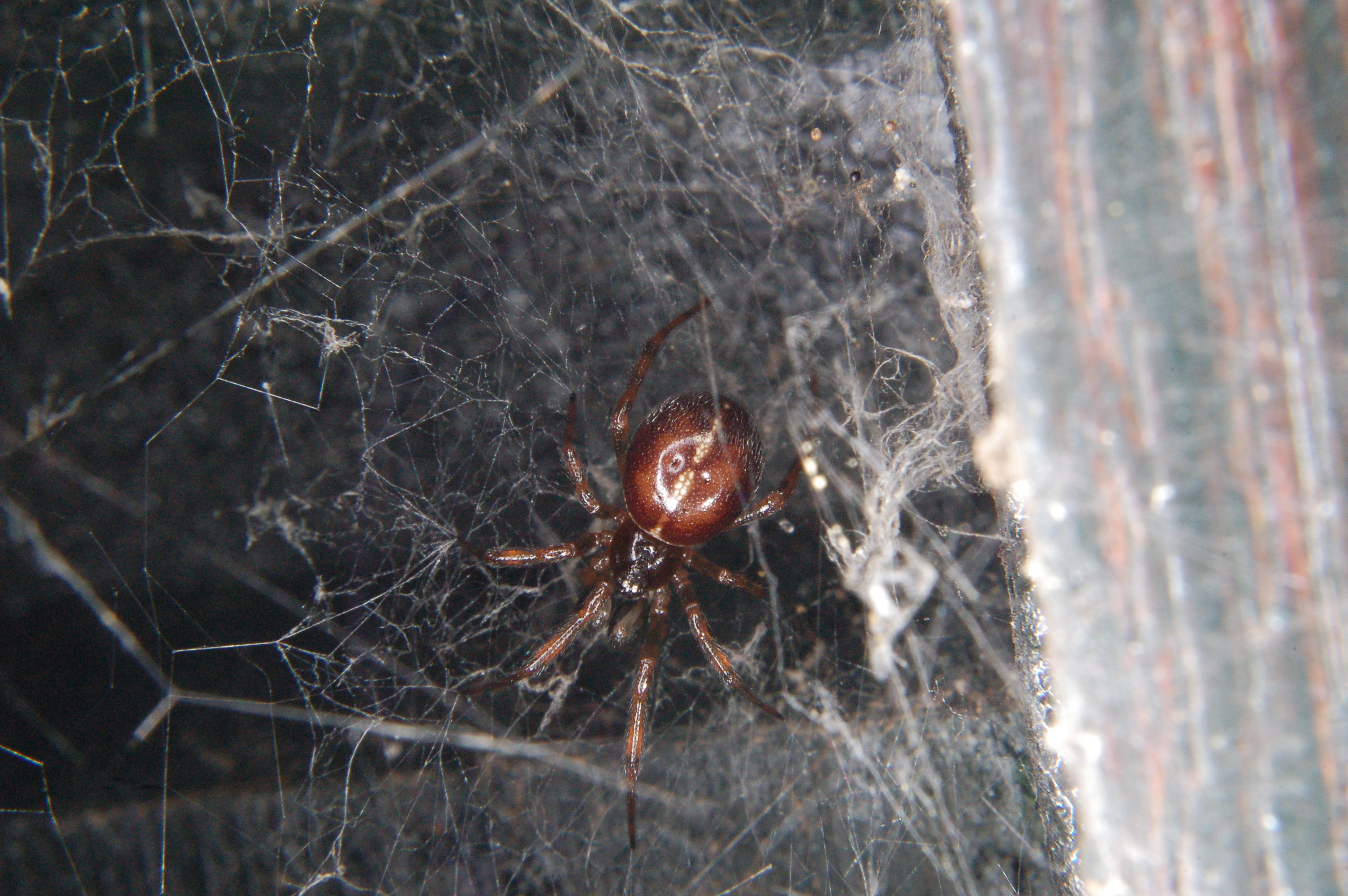 Steatoda bipunctata (Foto: Cor Kuijpers) Steatoda bipunctata (Foto: Cor Kuijpers)