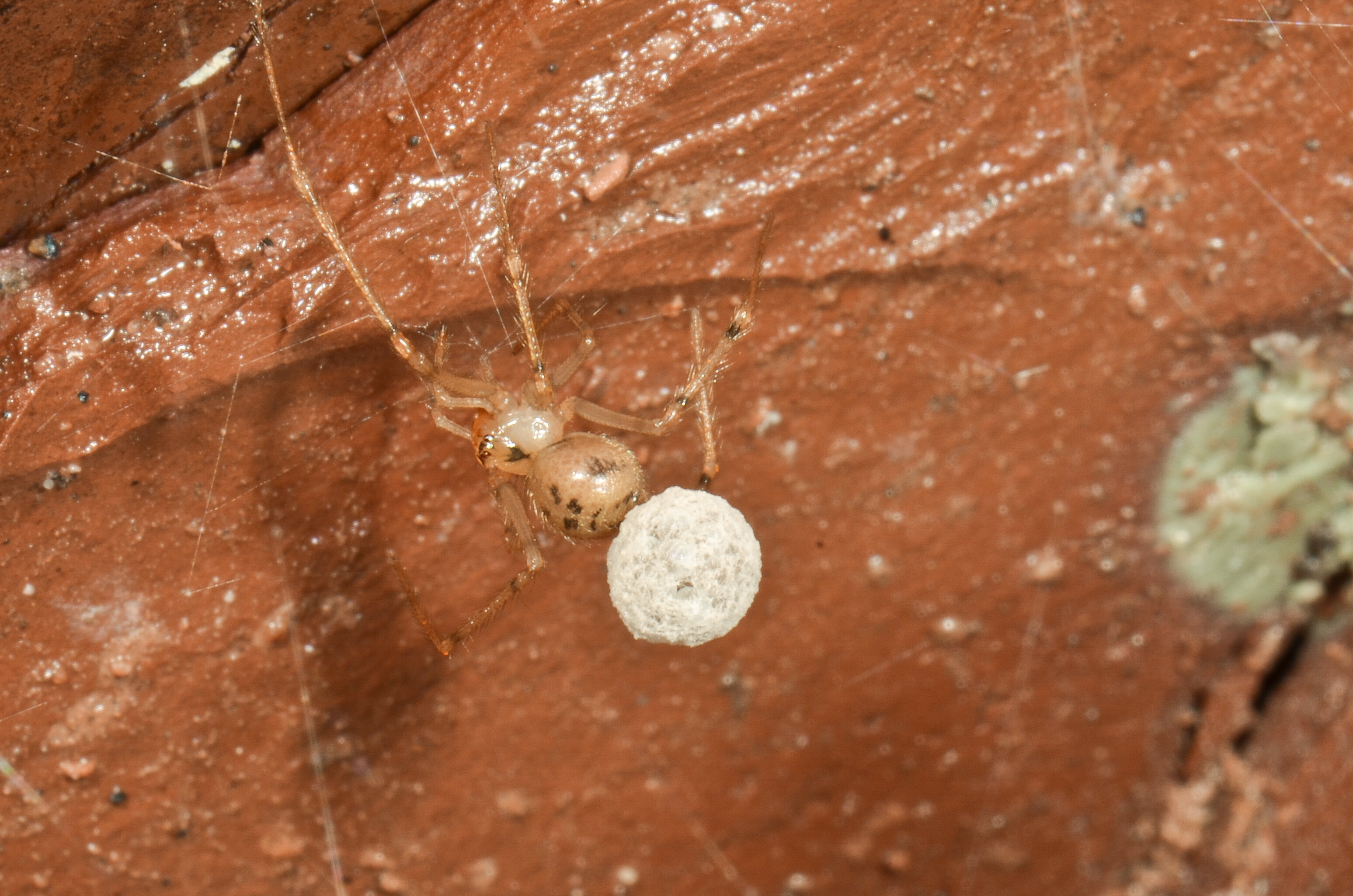 Pale Cave Spider Nesticus eremita