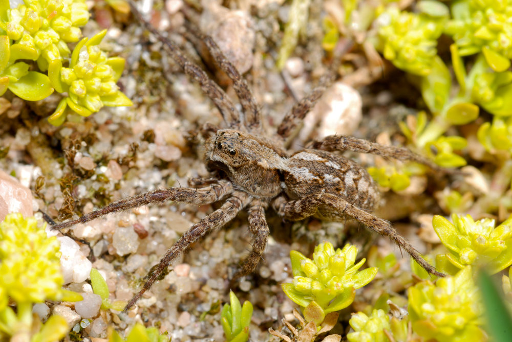 <i>Alopecosa fabrilis</i> Wolfspinne Alopecosa fabrilis