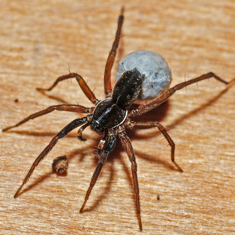 Wolfspinne Aulonia albimana mit Eikokon an den Spinnwarzen Wolfspinne Aulonia albimana mit Eikokon an den Spinnwarzen