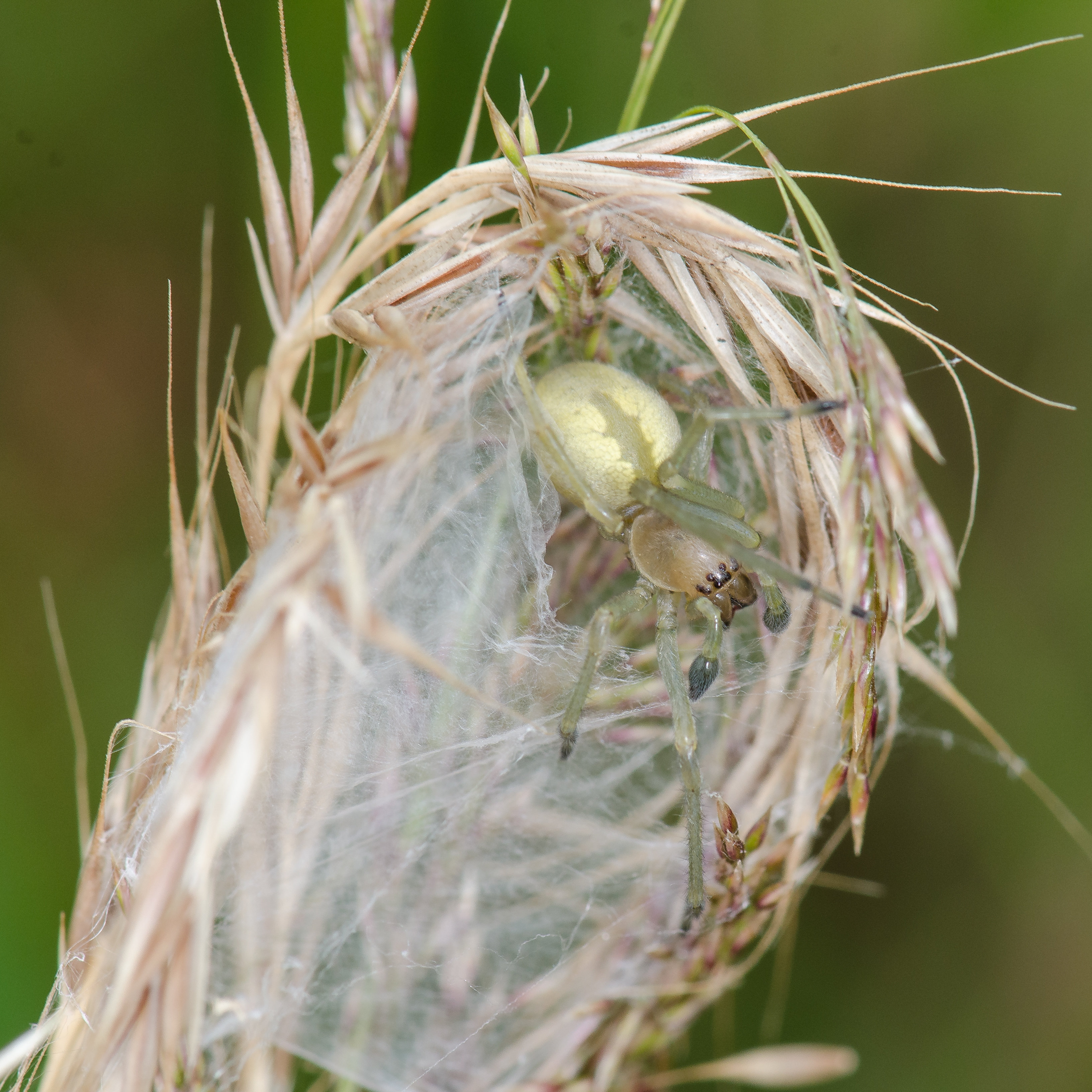 subadultes Männchen im Gespinst