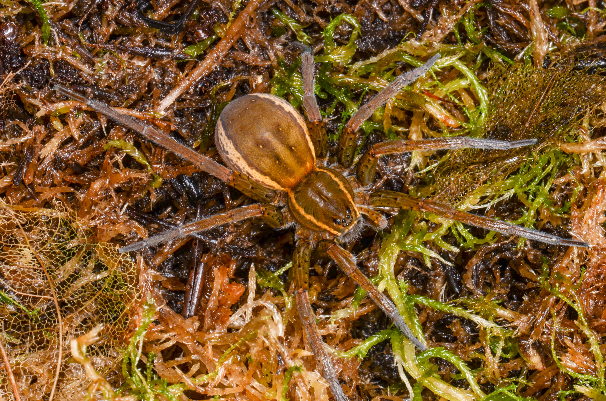 Dolomedes plantarius Dolomedes plantarius